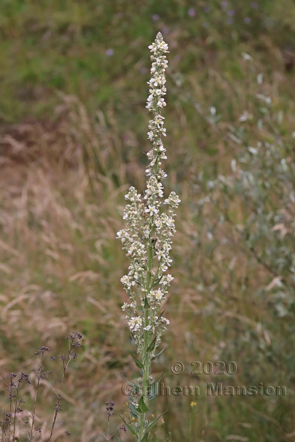 Verbascum lychnitis