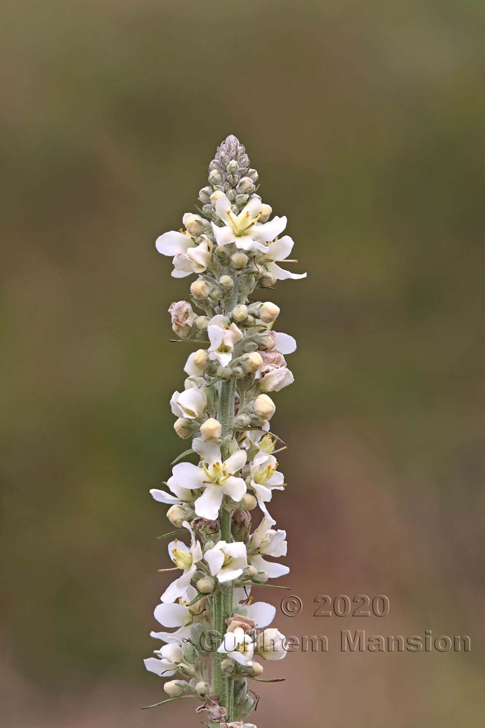 Verbascum lychnitis