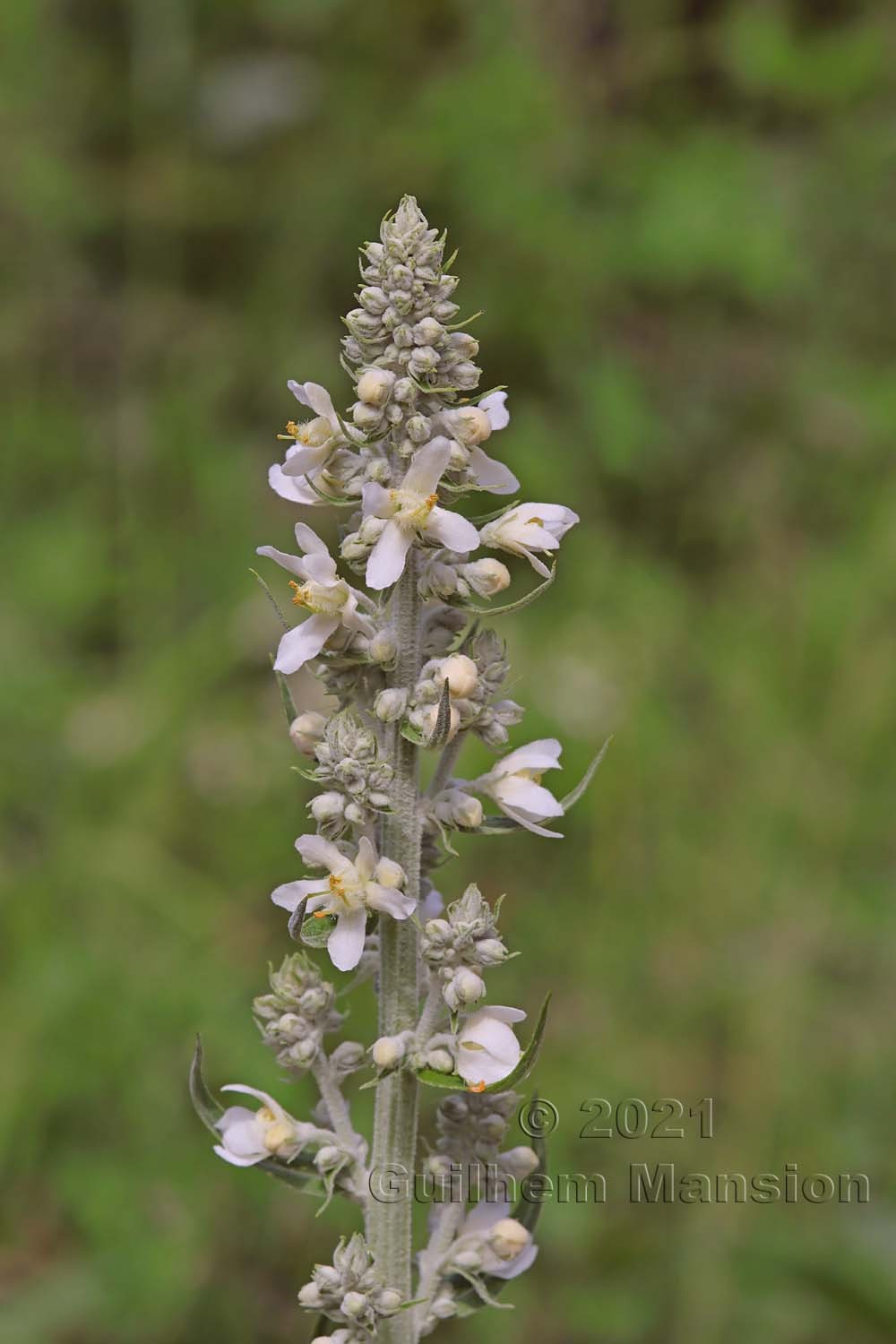 Verbascum lychnitis