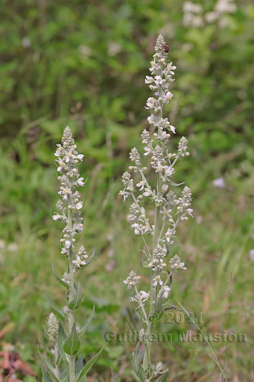 Verbascum lychnitis