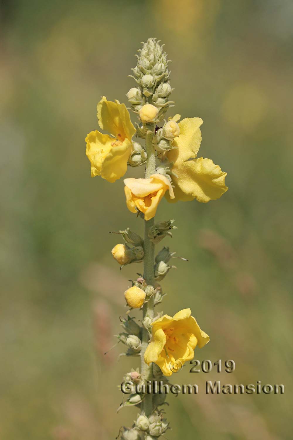 Verbascum phlomoides