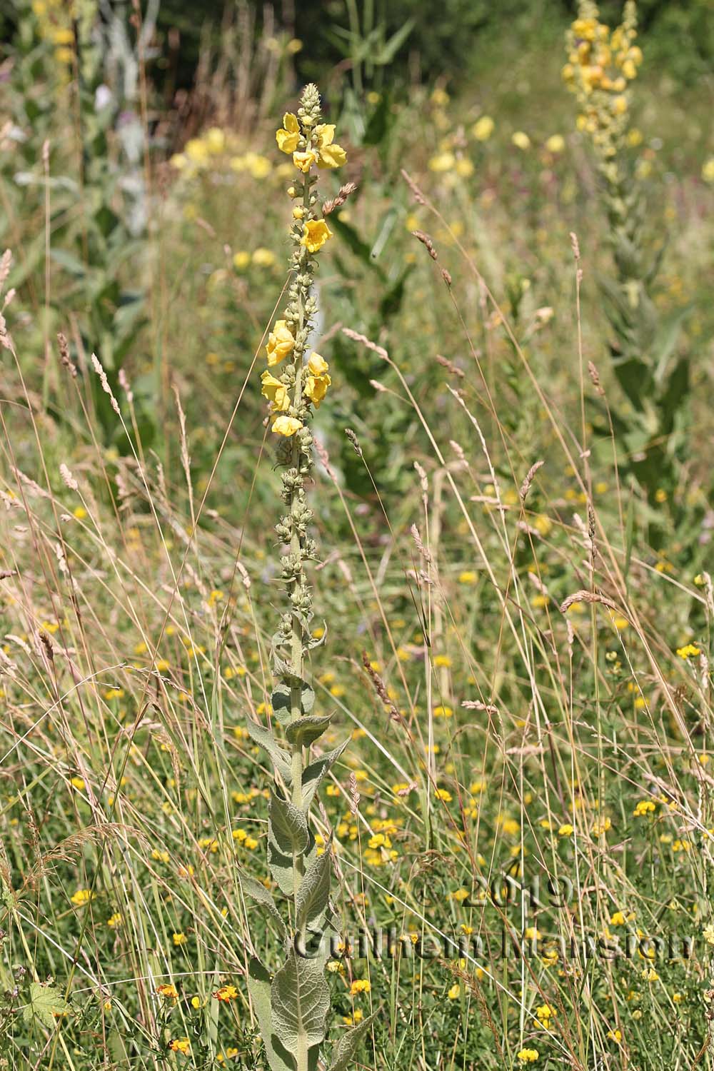 Verbascum phlomoides