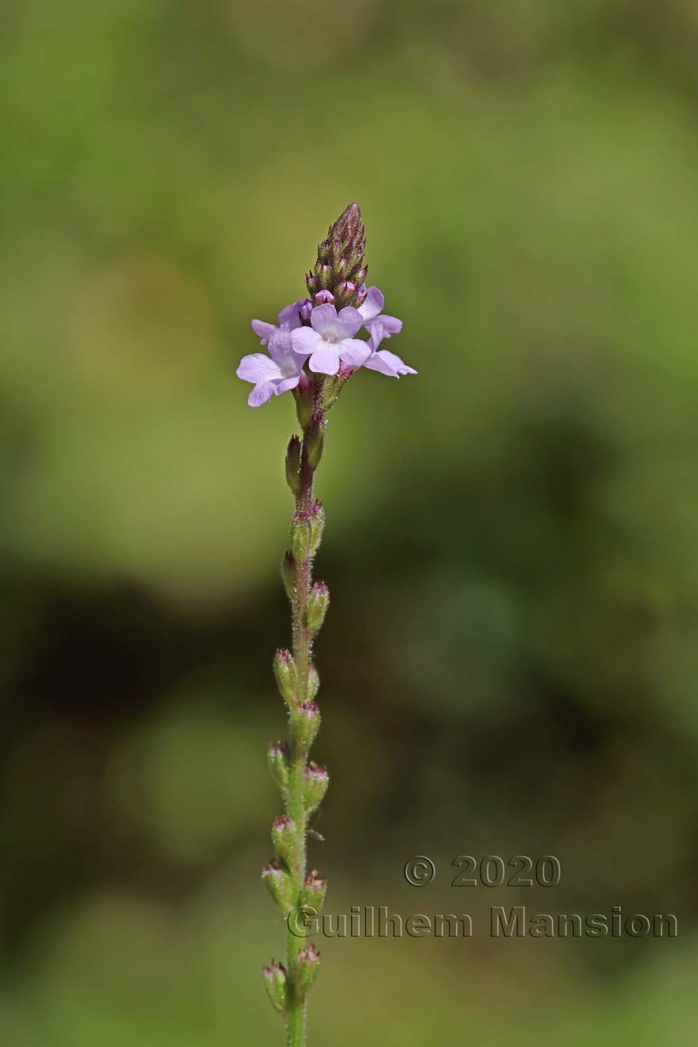 Famille -  Verbenaceae