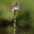 Family -  Verbenaceae