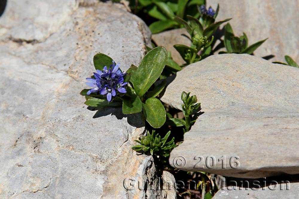 Veronica alpina