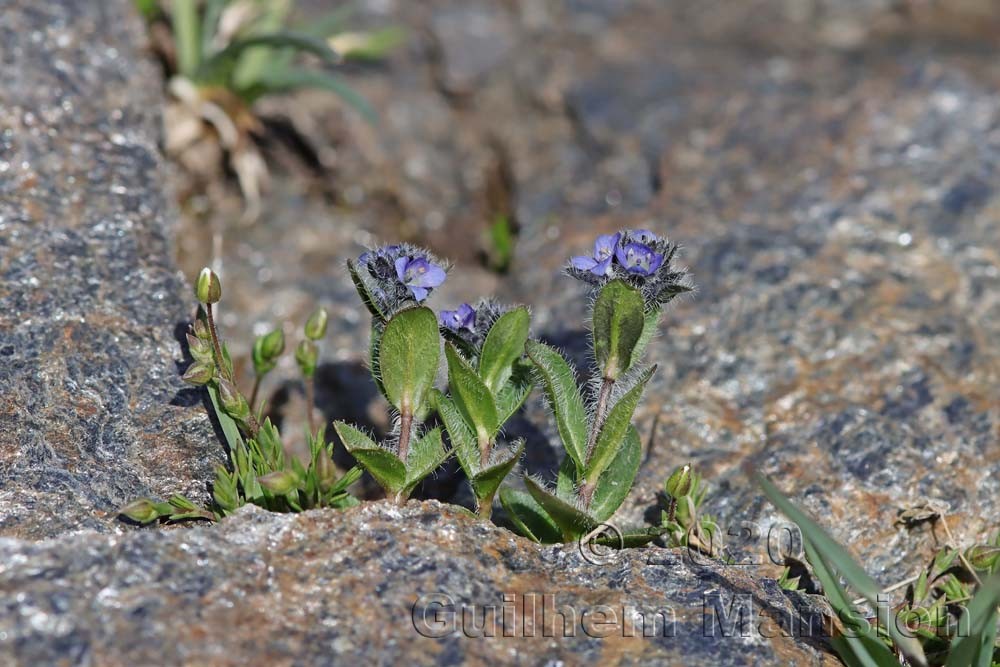 Veronica alpina