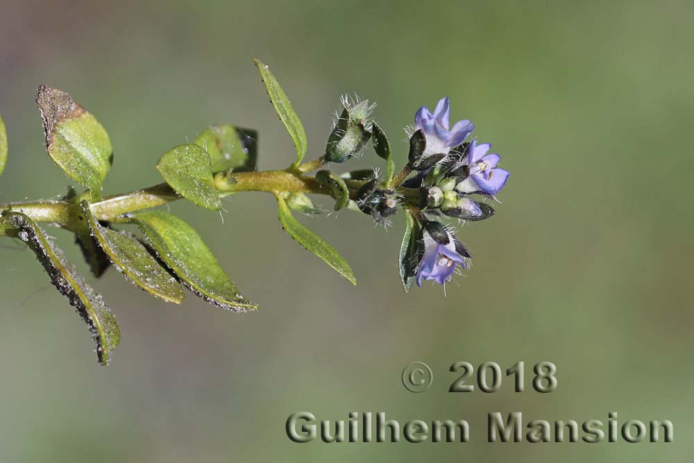 Veronica alpina