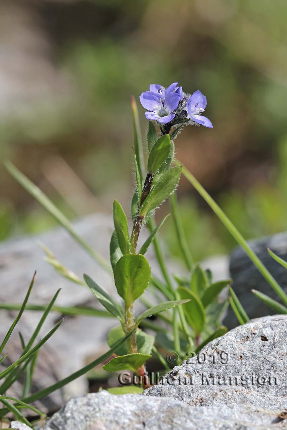 Veronica alpina