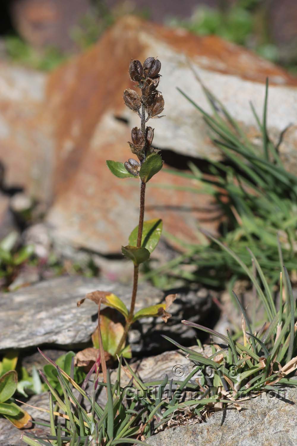 Veronica alpina