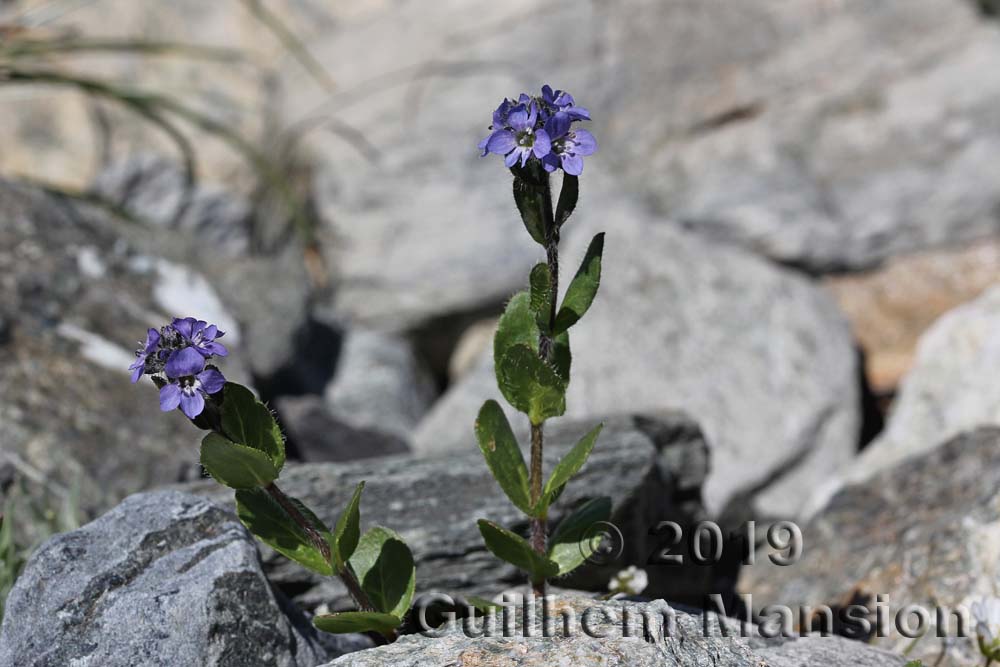 Veronica alpina