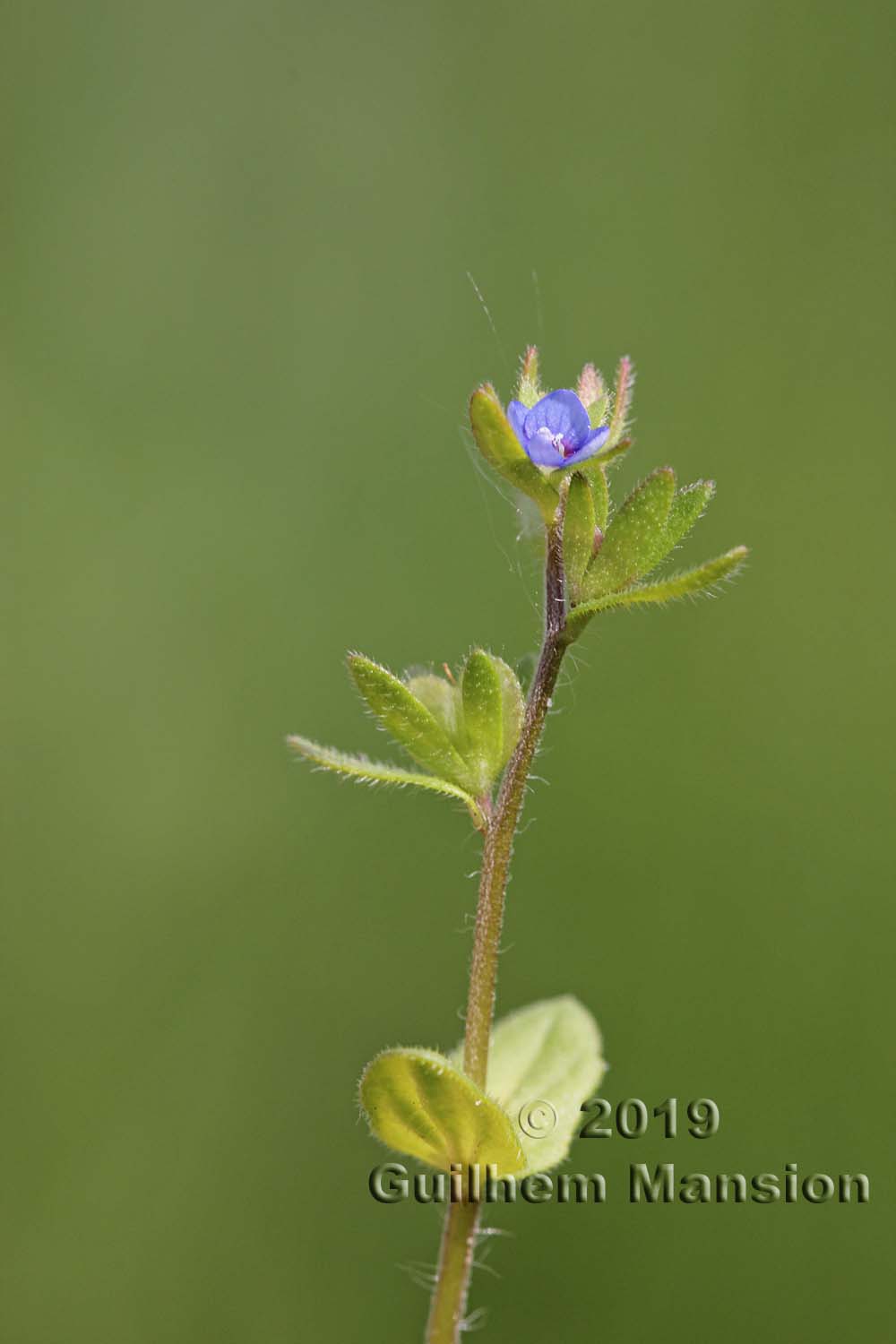 Veronica arvensis