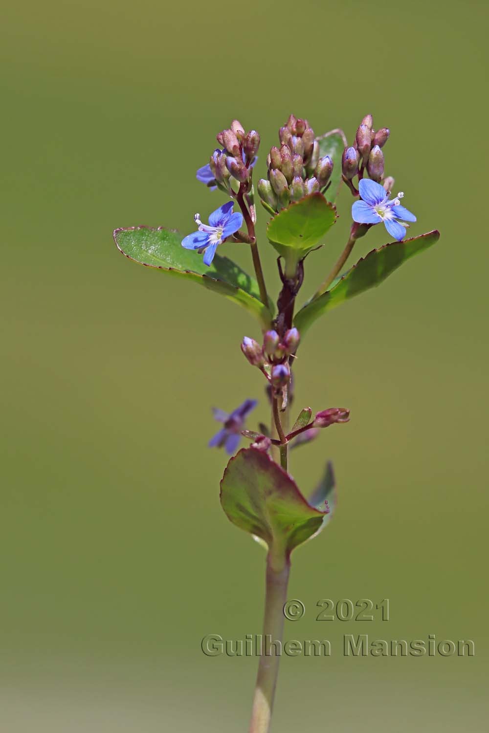 Veronica beccabunga