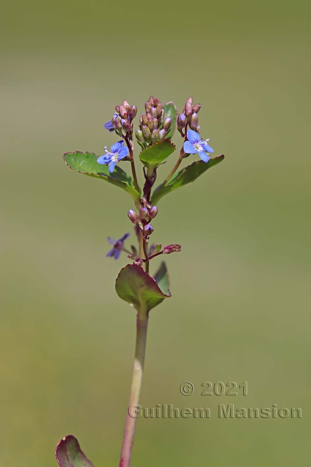 Veronica beccabunga