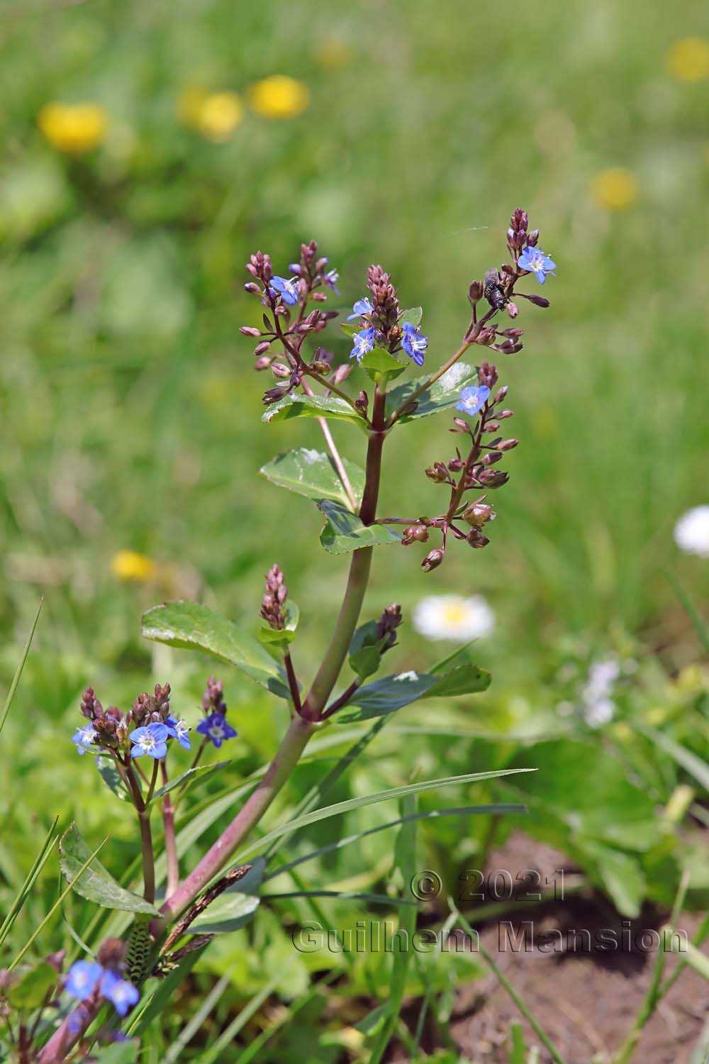 Veronica beccabunga