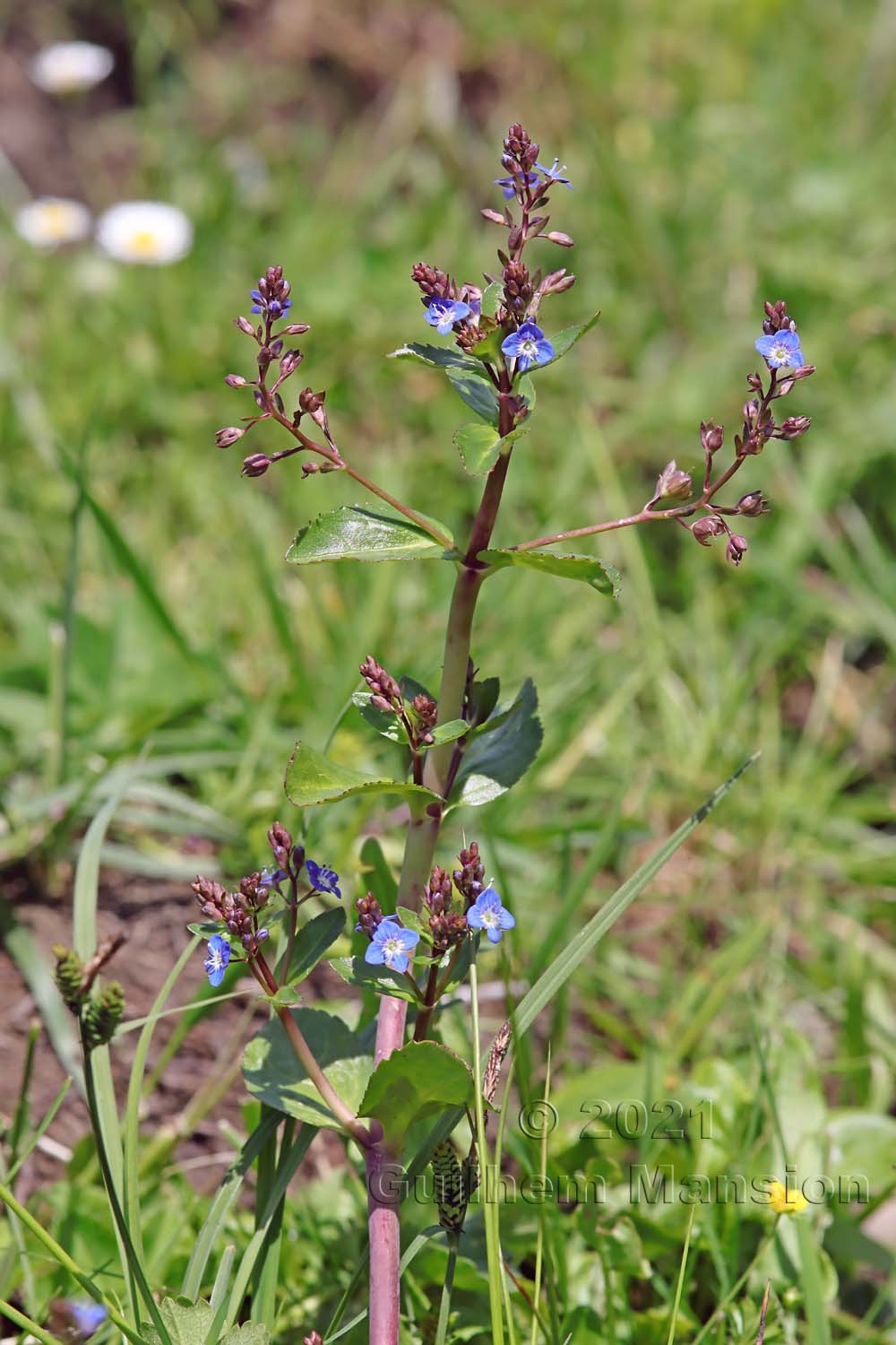 Veronica beccabunga