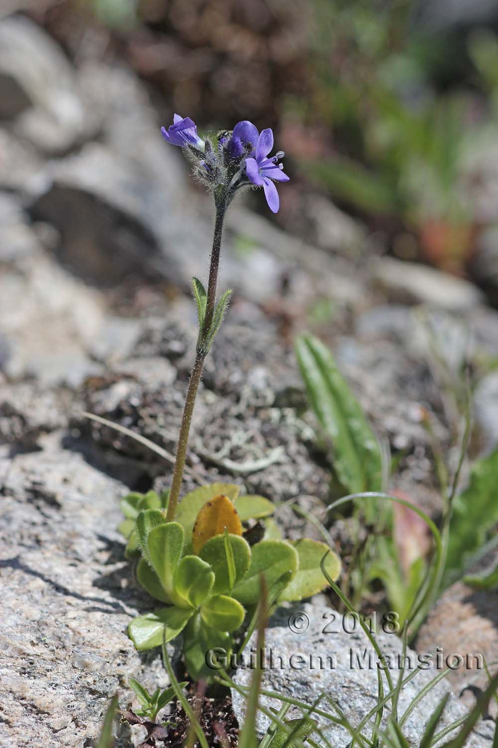 Veronica bellidioides