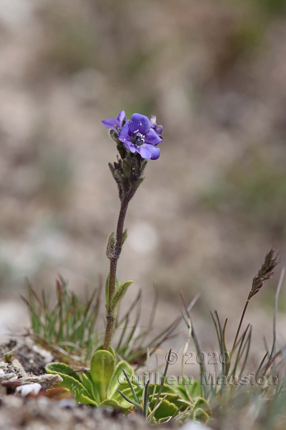 Veronica bellidioides