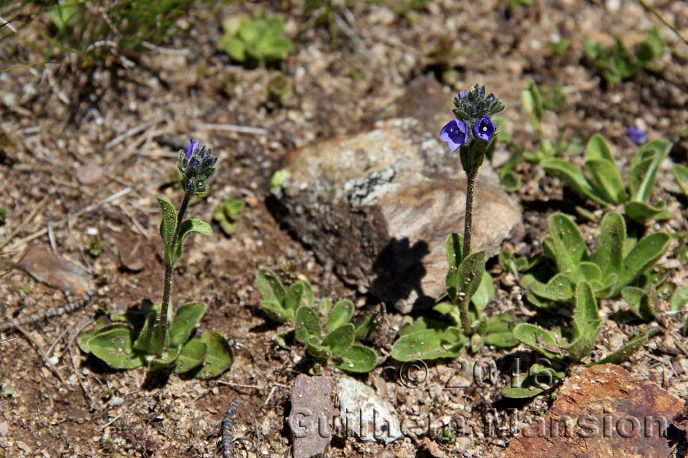 Veronica bellidioides