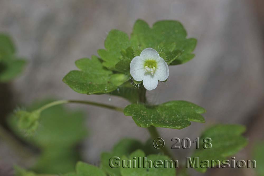 Veronica cymbalaria