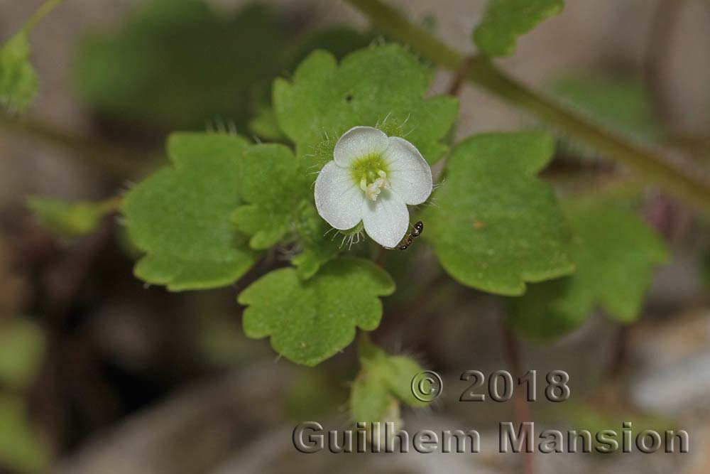 Veronica cymbalaria