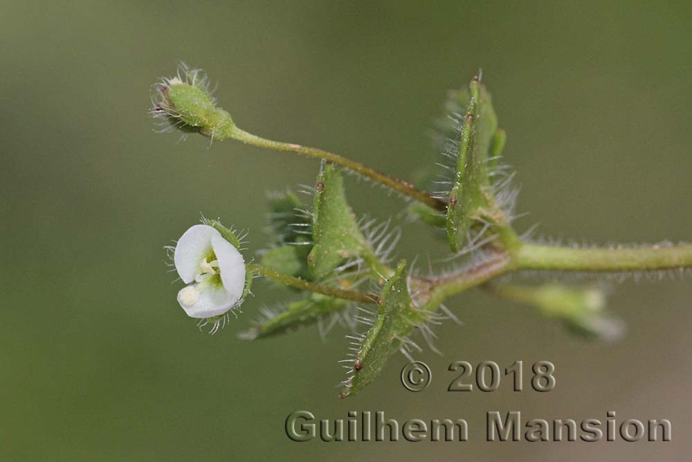 Veronica cymbalaria