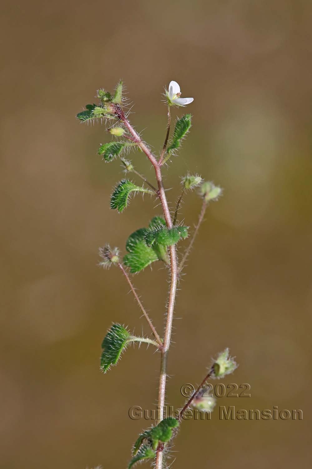 Veronica cymbalaria