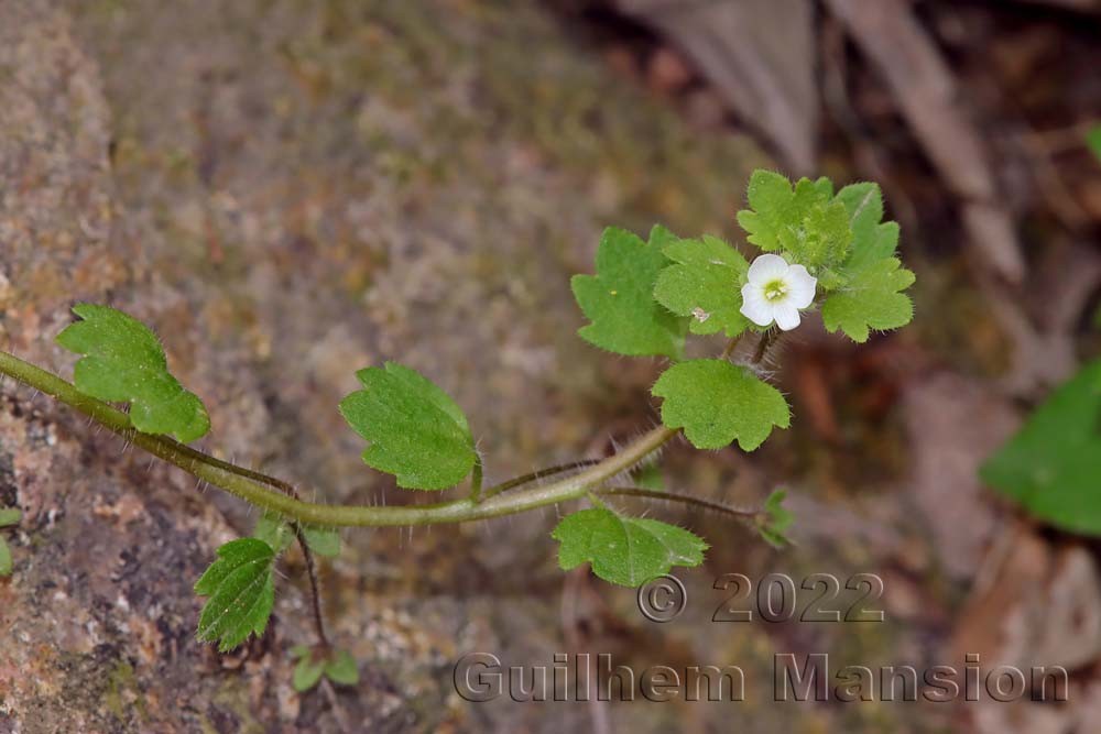 Veronica cymbalaria