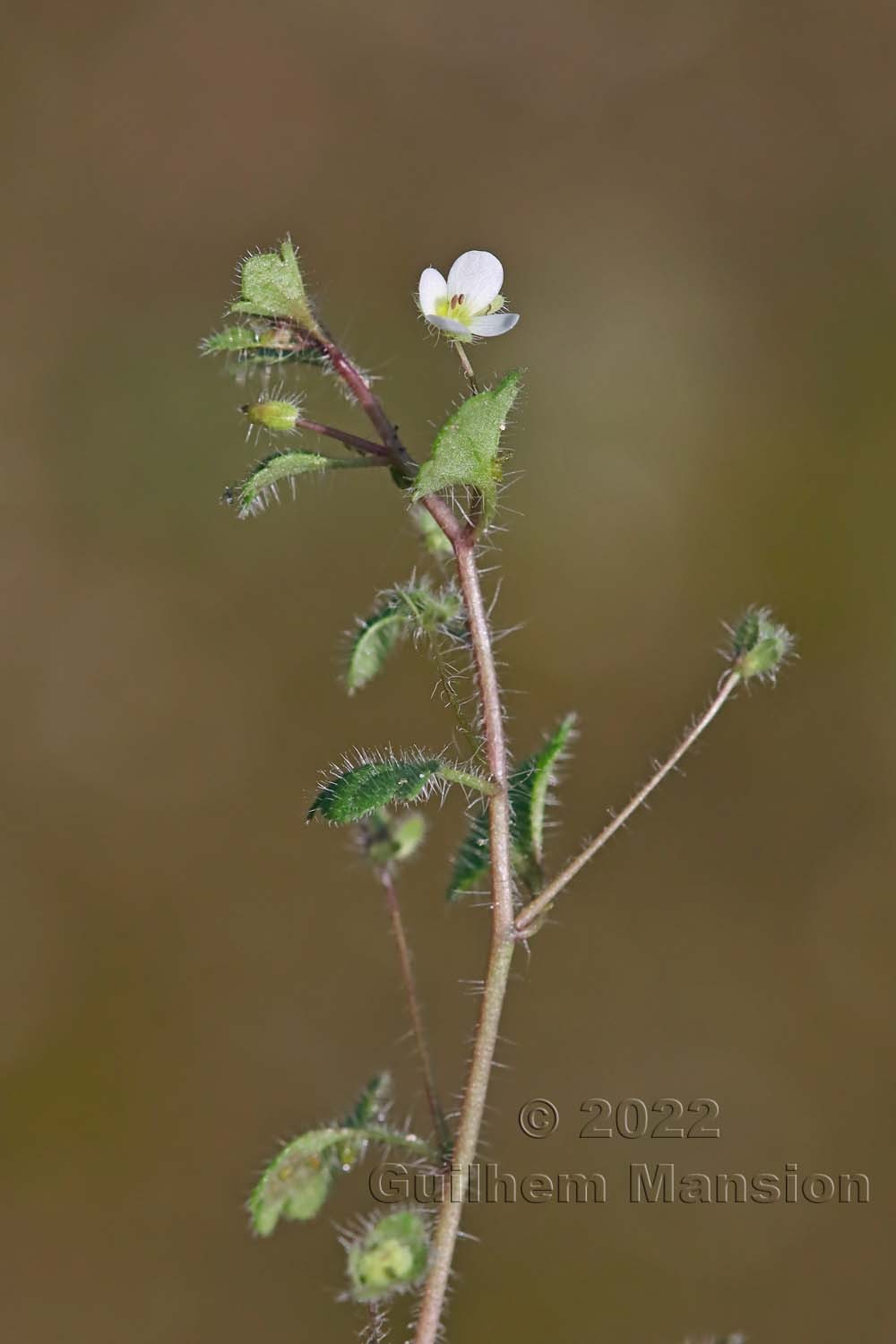 Veronica cymbalaria