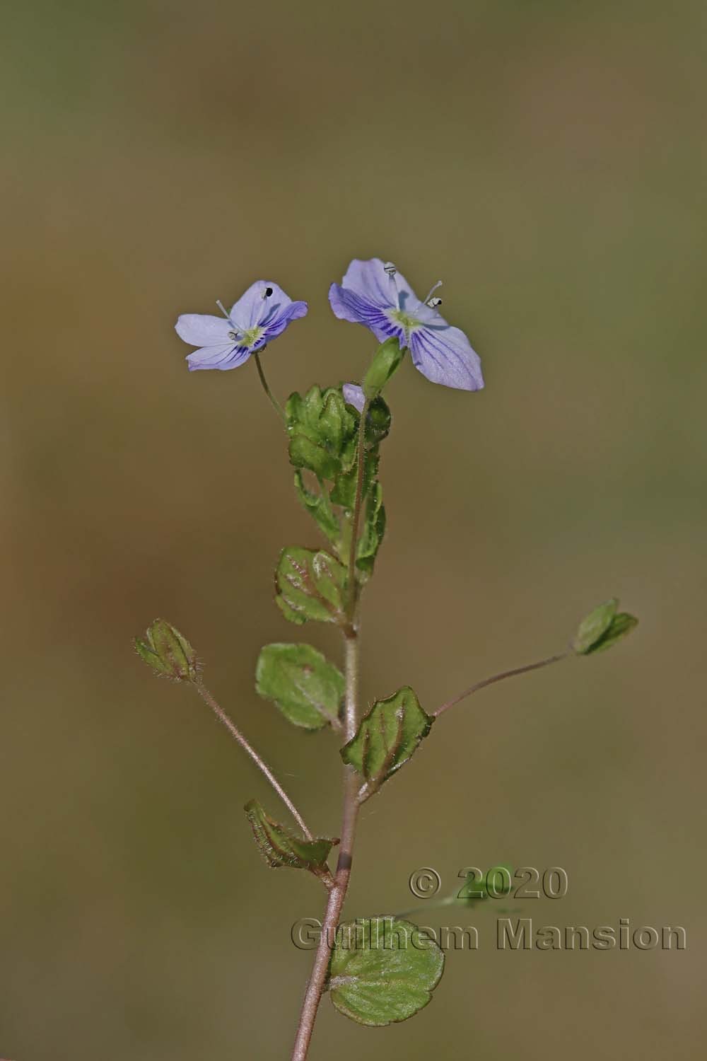 Veronica filiformis