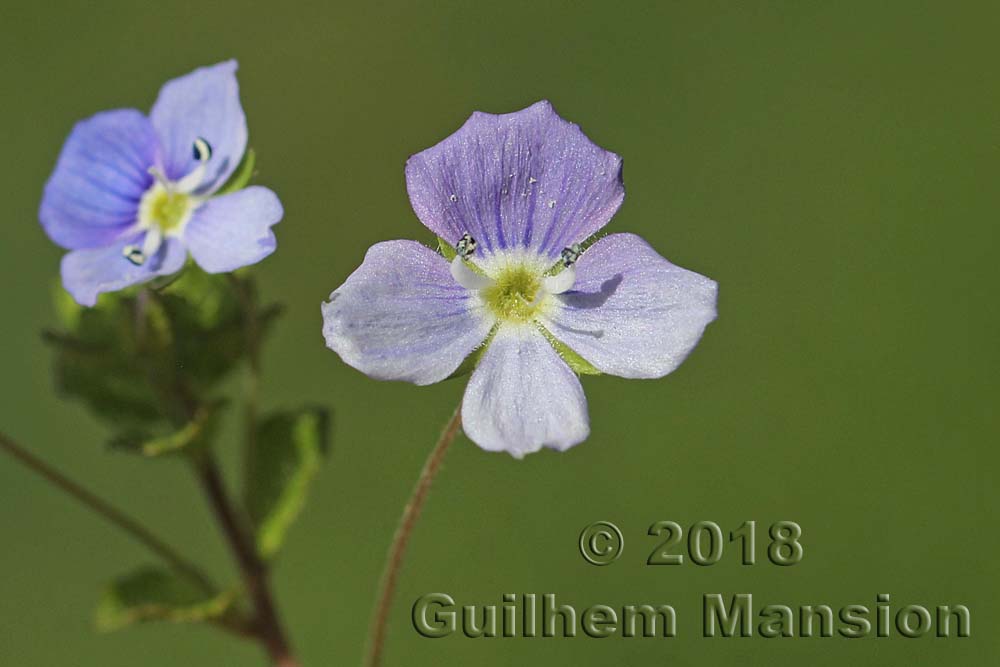 Veronica filiformis