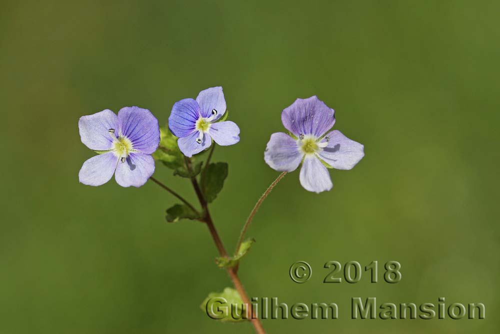 Veronica filiformis