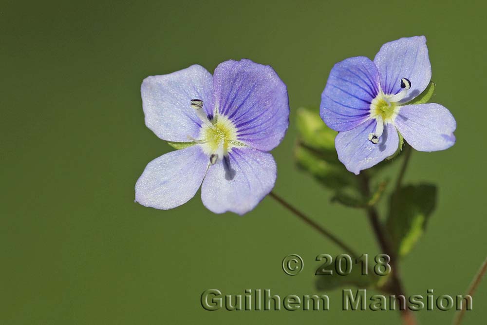 Veronica filiformis