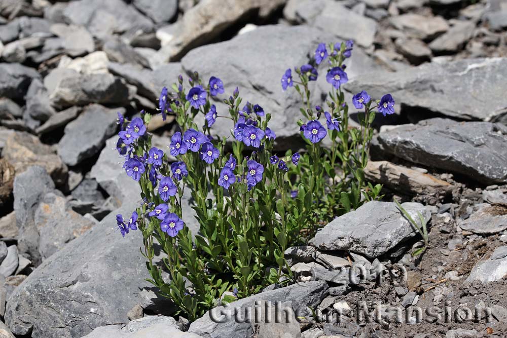 Veronica fruticans