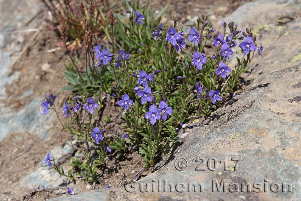 Veronica fruticans