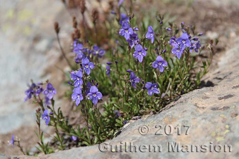 Veronica fruticans