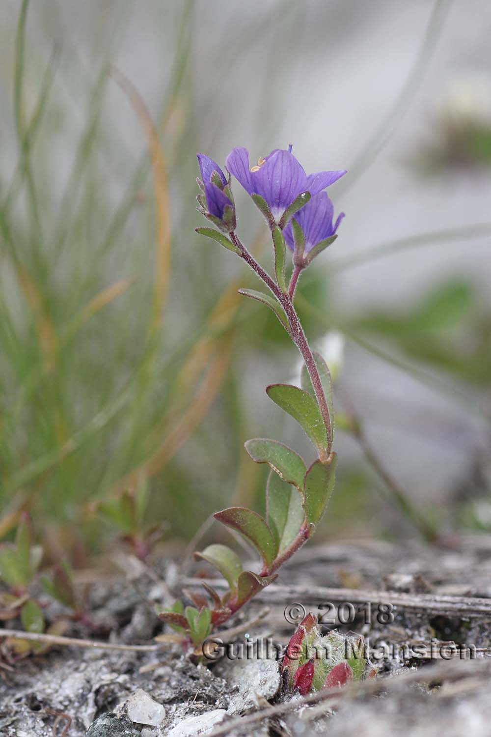 Veronica fruticans