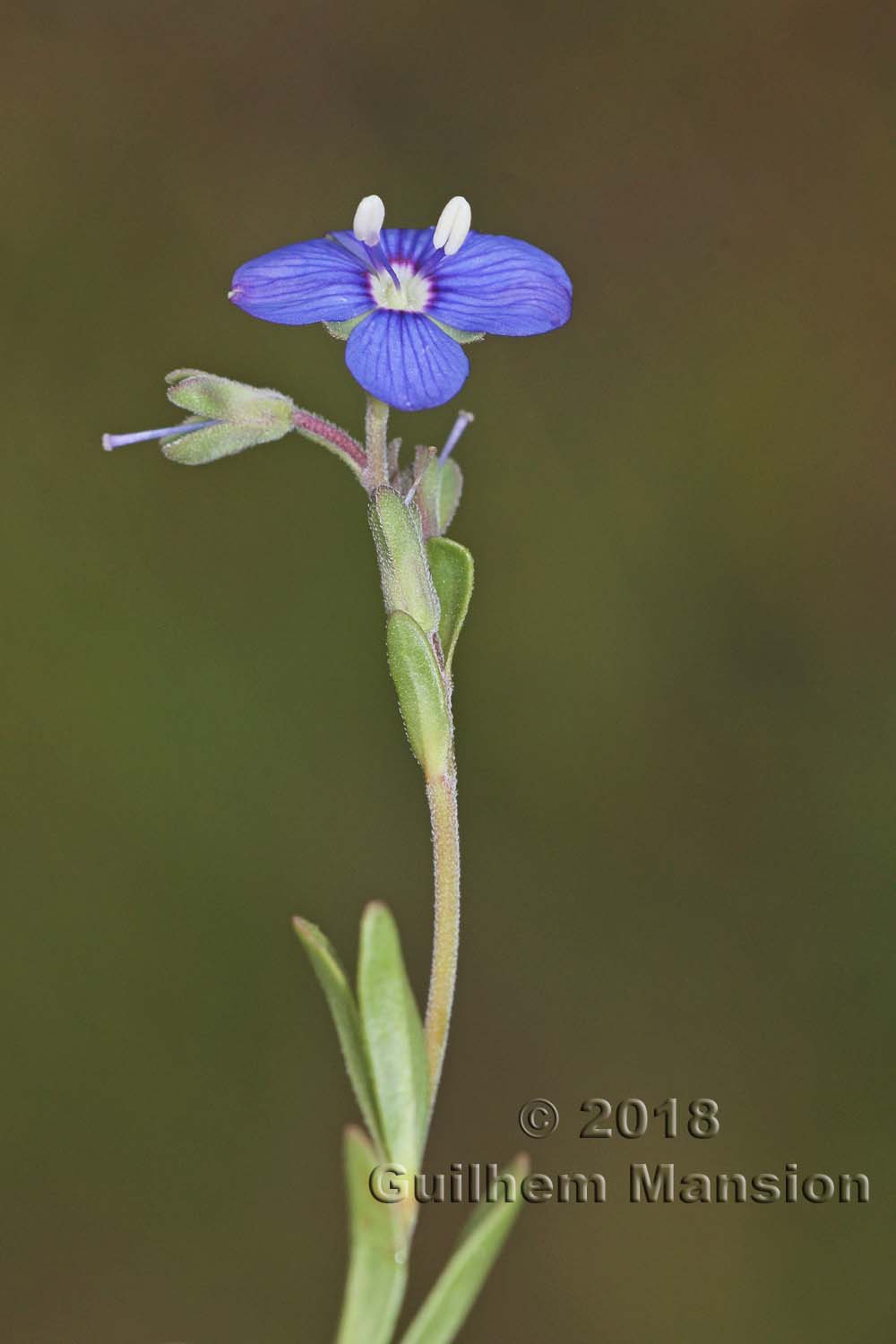 Veronica fruticans