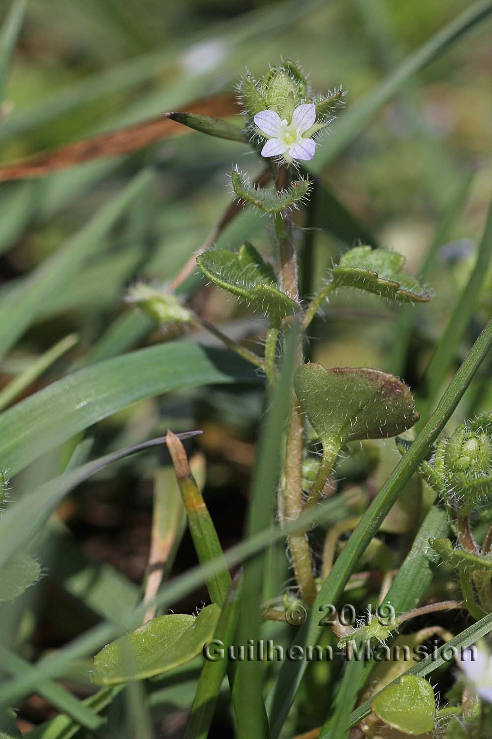 Veronica hederifolia