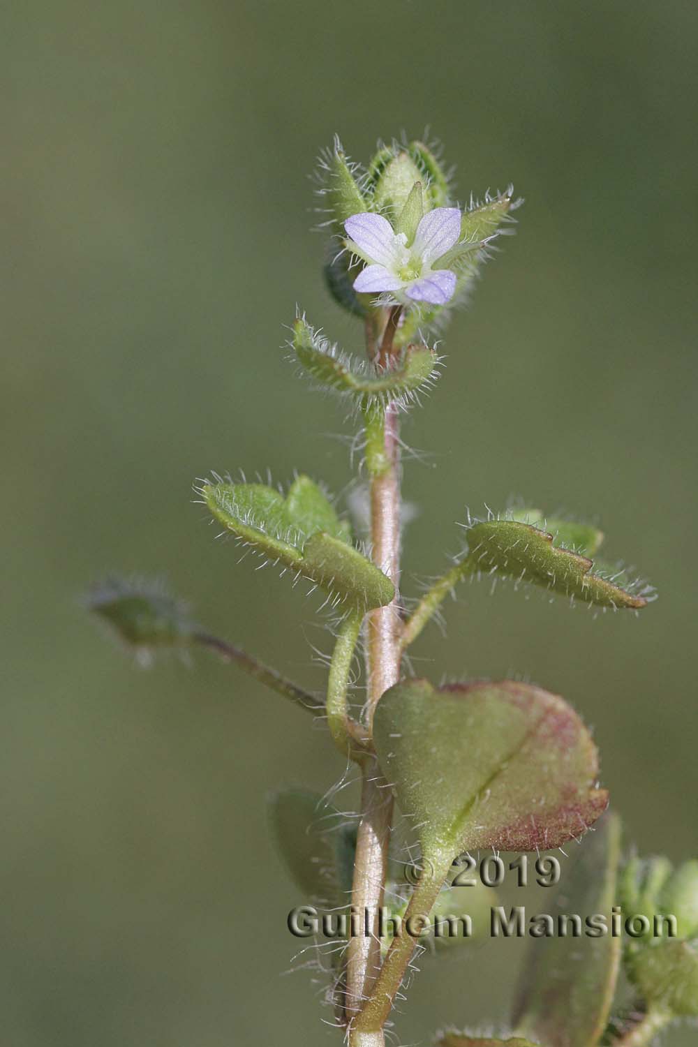 Veronica hederifolia