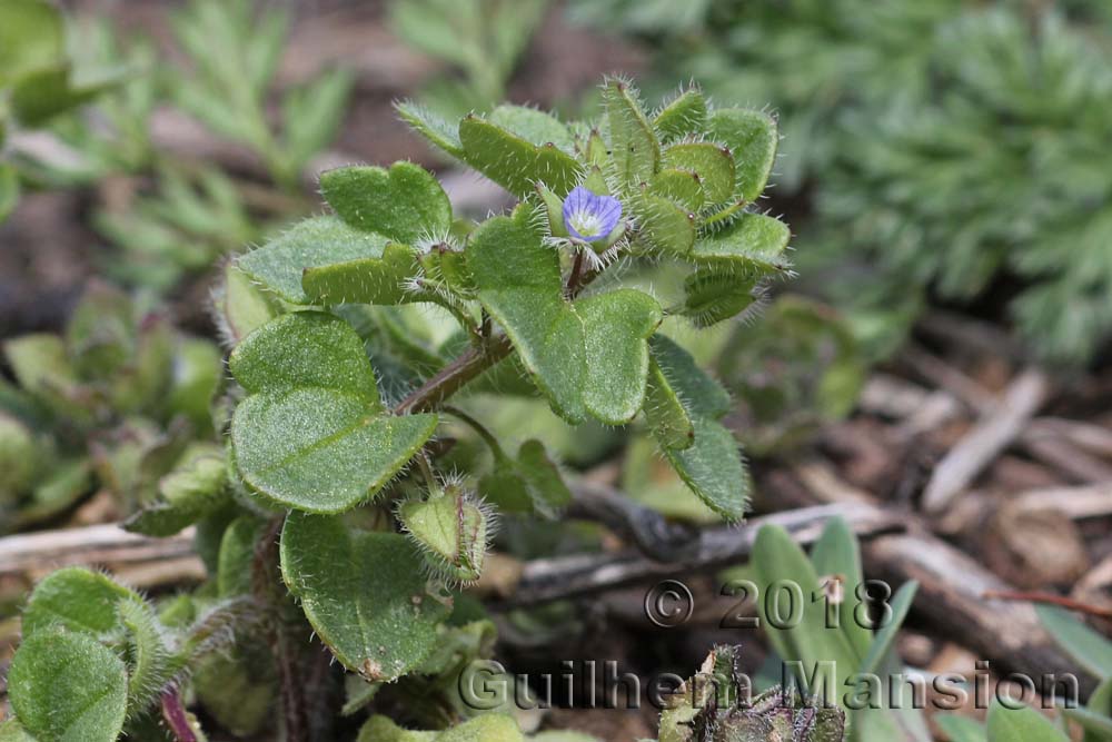 Veronica hederifolia