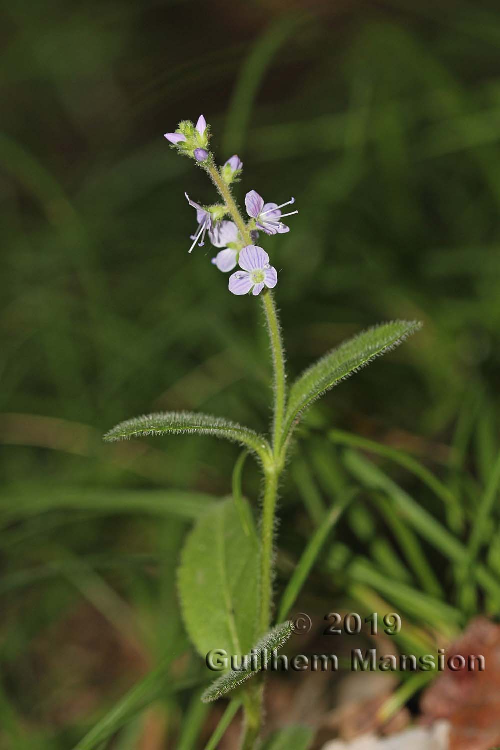 Veronica officinalis