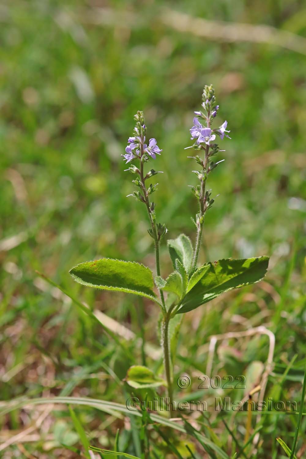 Veronica officinalis