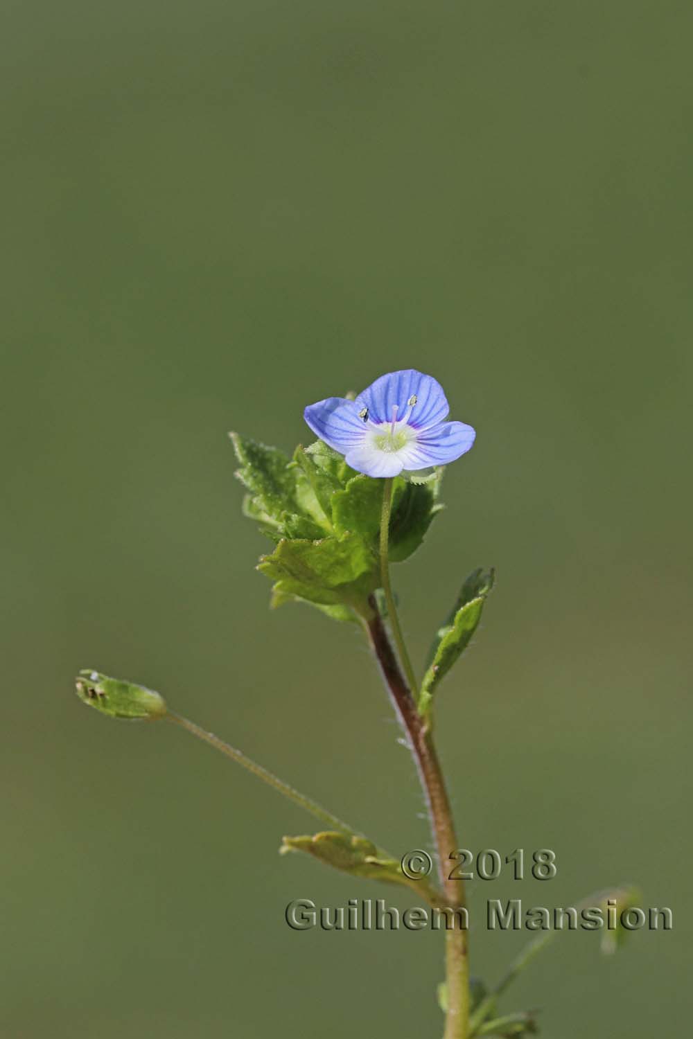 Veronica persica