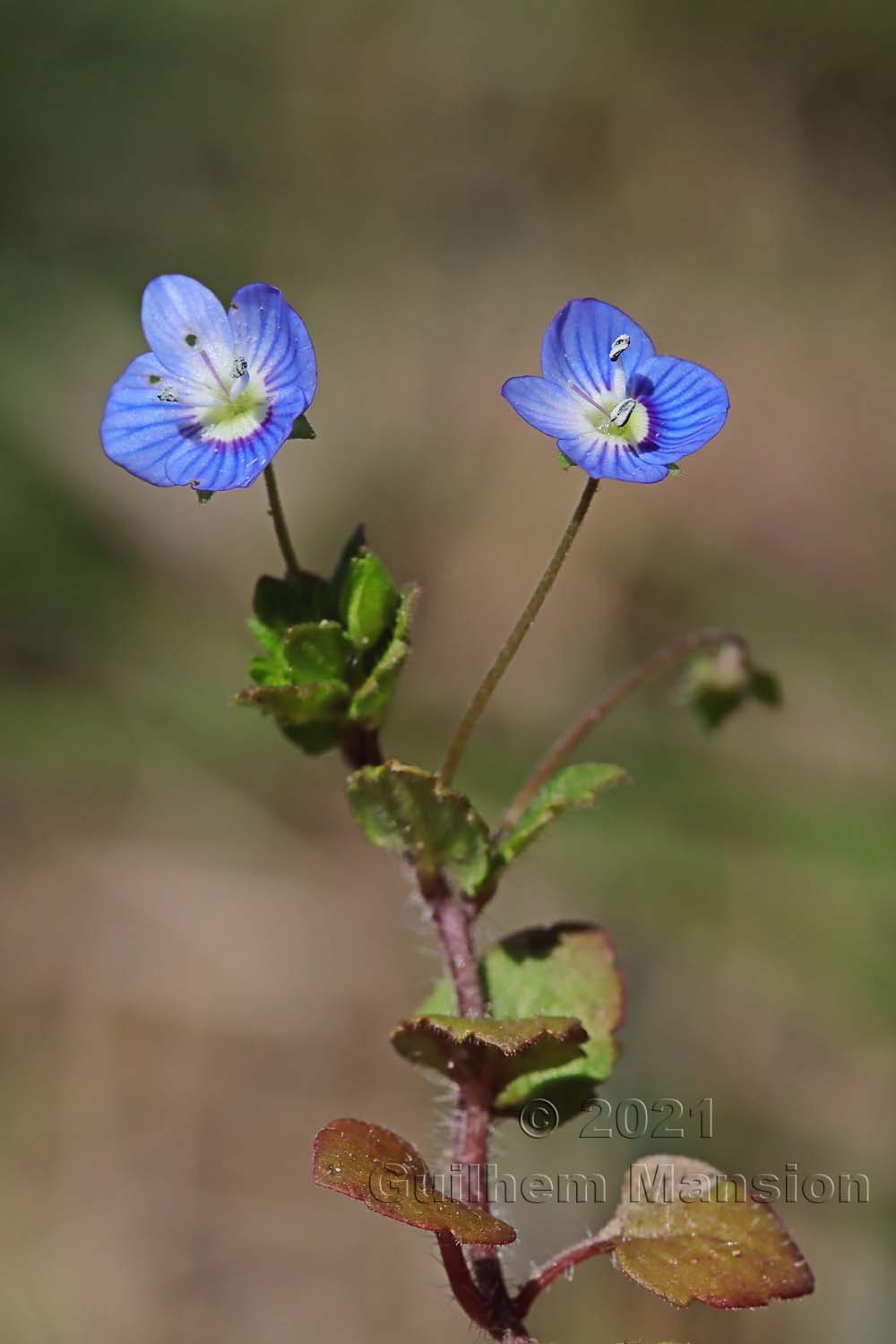 Veronica persica