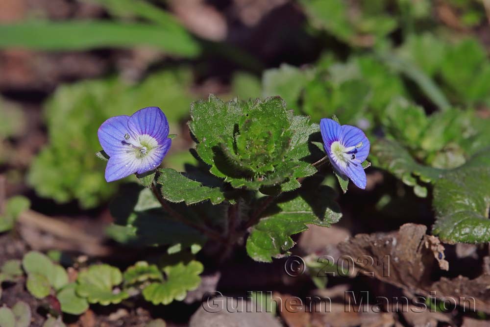 Veronica persica