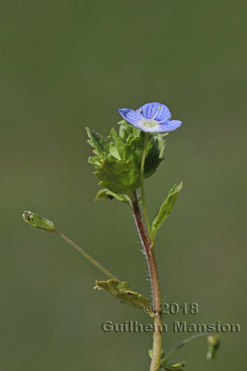 Veronica persica