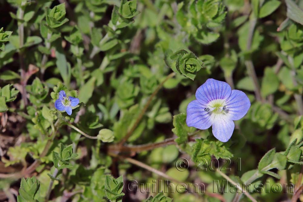 Veronica polita and Veronica persica