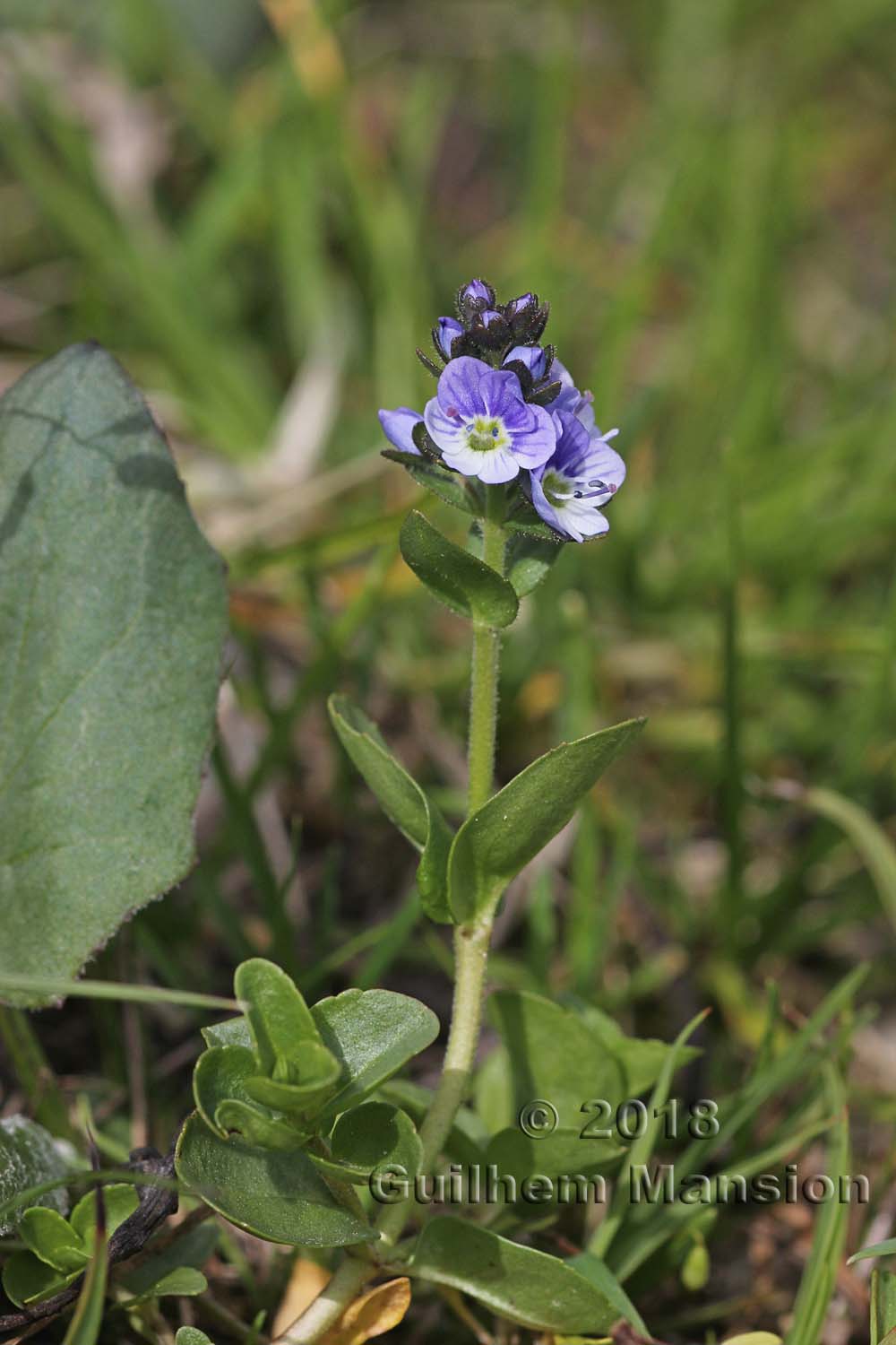 Veronica serpyllifolia