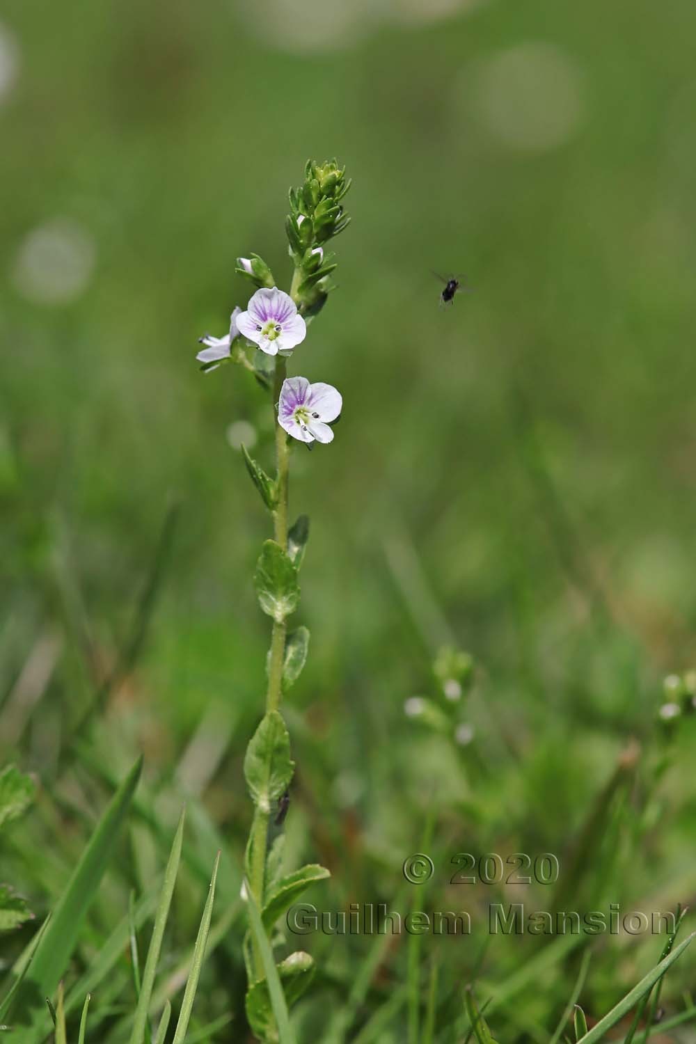 Veronica serpyllifolia