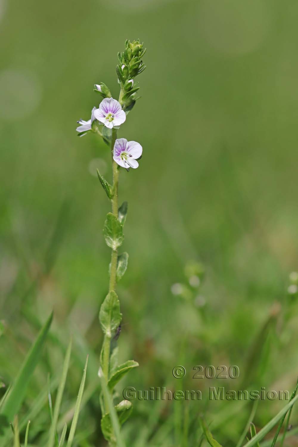 Veronica serpyllifolia